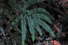 Adiantum hispidulum hispidulum