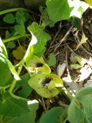 Aristolochia paecilantha