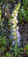 Echium vulgare