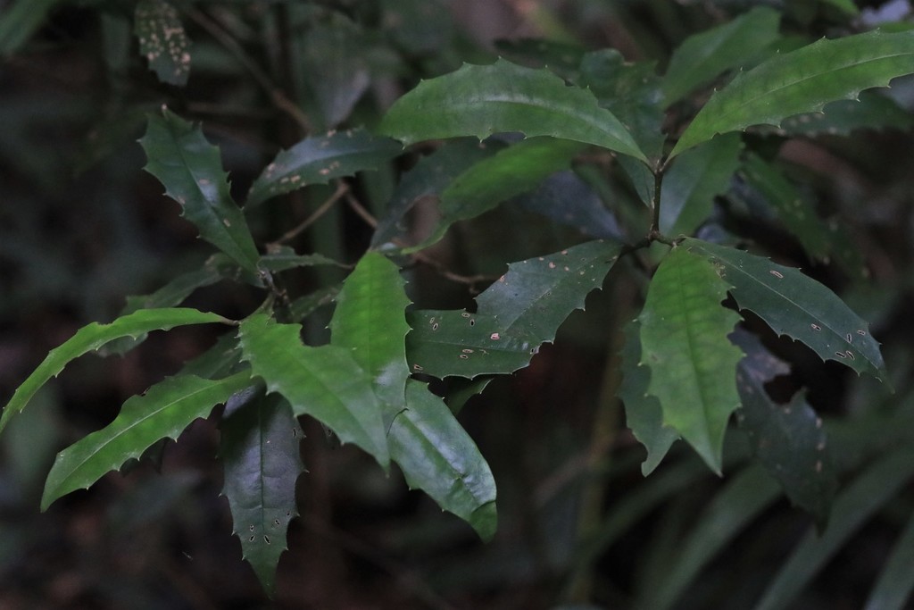 Featherwood from Korora NSW 2450, Australia on June 12, 2020 at 0345