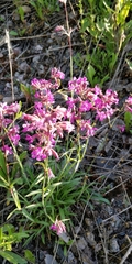 Viscaria vulgaris