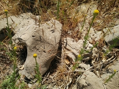 Anacyclus