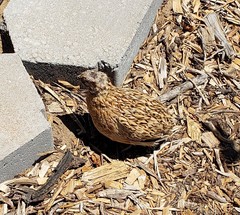 Coturnix