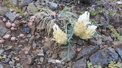 Astragalus lupulinus