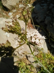 Valeriana italica