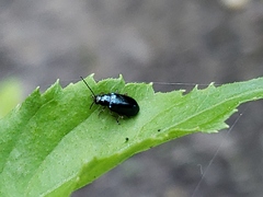 Lysathia ludoviciana