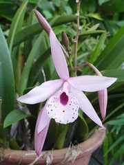 × Brassocattleya