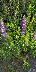 Lupinus polyphyllus