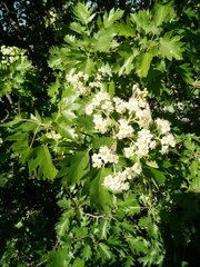 Eriolobus trilobatus