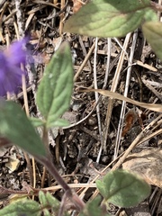 Phacelia mutabilis