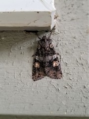 Lithophane dilatocula