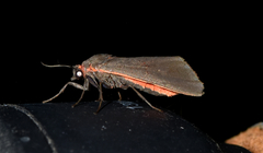 Virbia laeta
