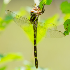 Cordulegaster bilineata
