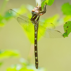 Cordulegaster bilineata