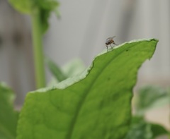 Pegomya bicolor