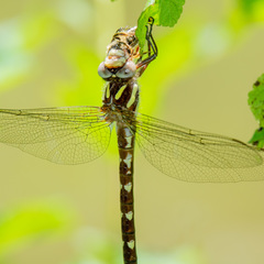 Cordulegaster bilineata