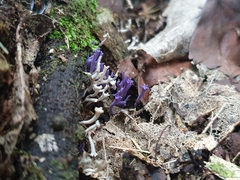 Ramariopsis pulchella