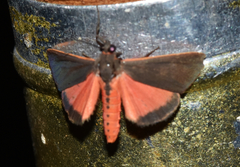 Virbia laeta