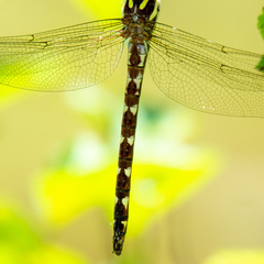 Cordulegaster bilineata