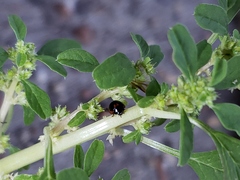 Exochomus marginipennis