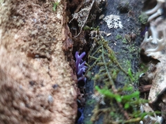 Ramariopsis pulchella