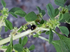 Exochomus marginipennis