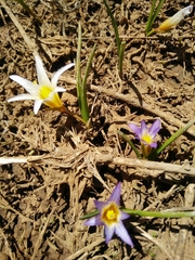 Romulea nivalis