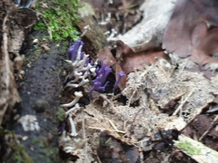 Ramariopsis pulchella