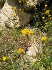 Crepis hierosolymitana