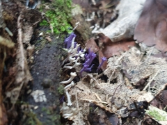 Ramariopsis pulchella