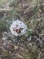 Stellera chamaejasme