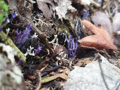 Ramariopsis pulchella