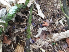 Ramariopsis pulchella