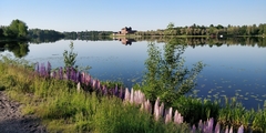 Lupinus polyphyllus