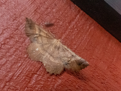 Euchlaena johnsonaria