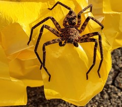 Heteropoda variegata