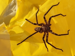 Heteropoda variegata