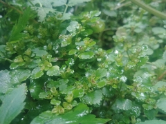 Chrysosplenium glechomifolium