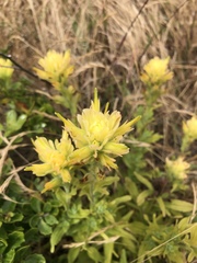 Castilleja wightii