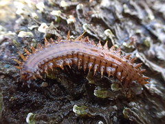 Phyllodocida