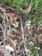 Leucopogon microphyllus