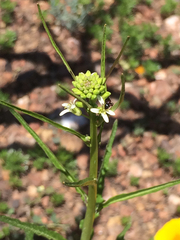 Caulanthus lasiophyllus