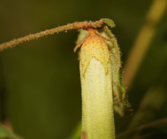 Correa reflexa lobata