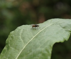 Pegomya bicolor