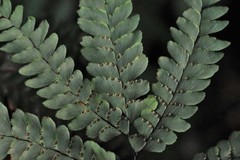 Adiantum hispidulum hispidulum