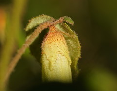 Correa reflexa lobata
