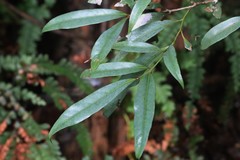 Beilschmiedia elliptica