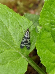 Panorpa carolinensis