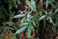 Beilschmiedia elliptica