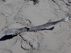 Mustelus californicus